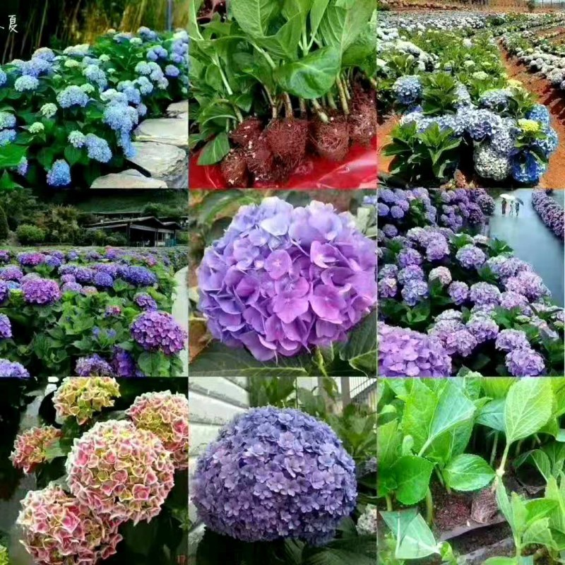 绣球适合种盆景切花阳台等等有简称八仙花。