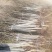 占地核桃树、园林绿化、核桃苗、山西核桃苗基地现挖现发