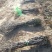 占地核桃树、园林绿化、核桃苗、山西核桃苗基地现挖现发
