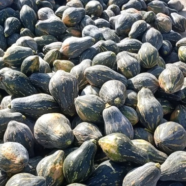 【推荐】精品广西香芋南瓜浓香型南瓜对接全国商超团购