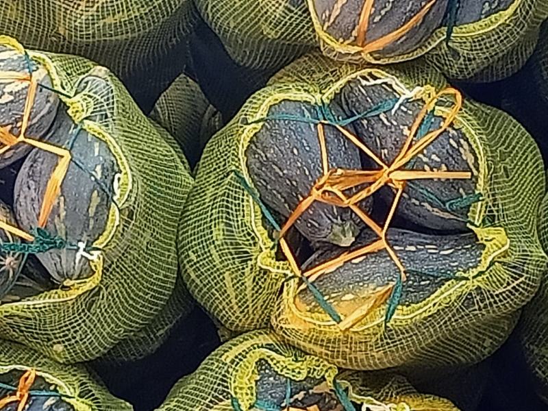 【推荐】精品广西香芋南瓜浓香型南瓜对接全国商超团购