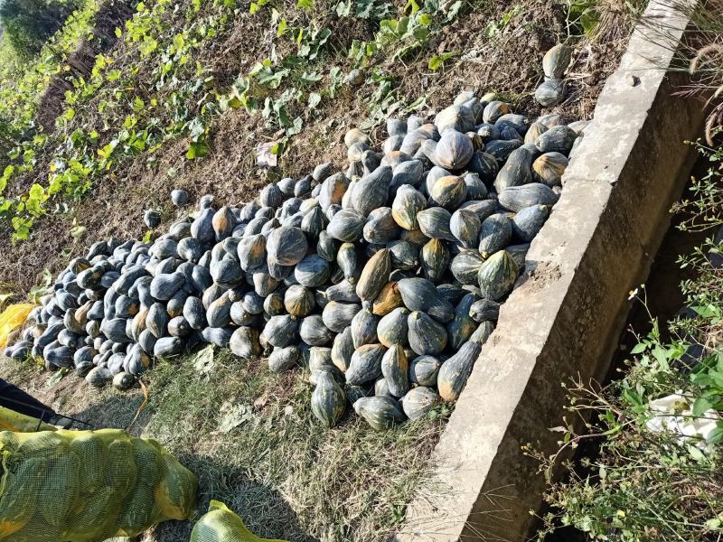 【推荐】精品广西香芋南瓜浓香型南瓜对接全国商超团购