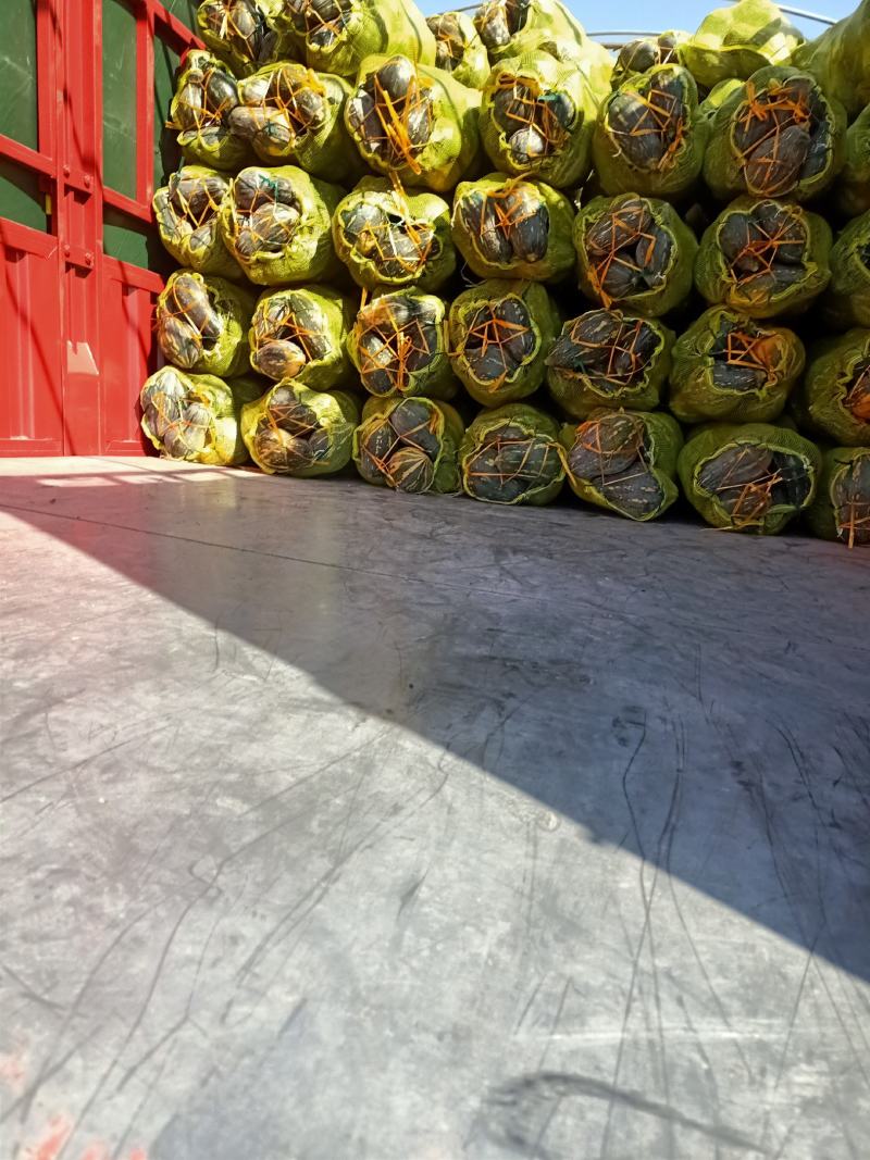 【推荐】精品广西香芋南瓜浓香型南瓜对接全国商超团购
