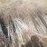 8--10公分占地核桃树、核桃苗、占地果树、基地直供现挖