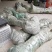 8--10公分占地核桃树、核桃苗、占地果树、基地直供现挖