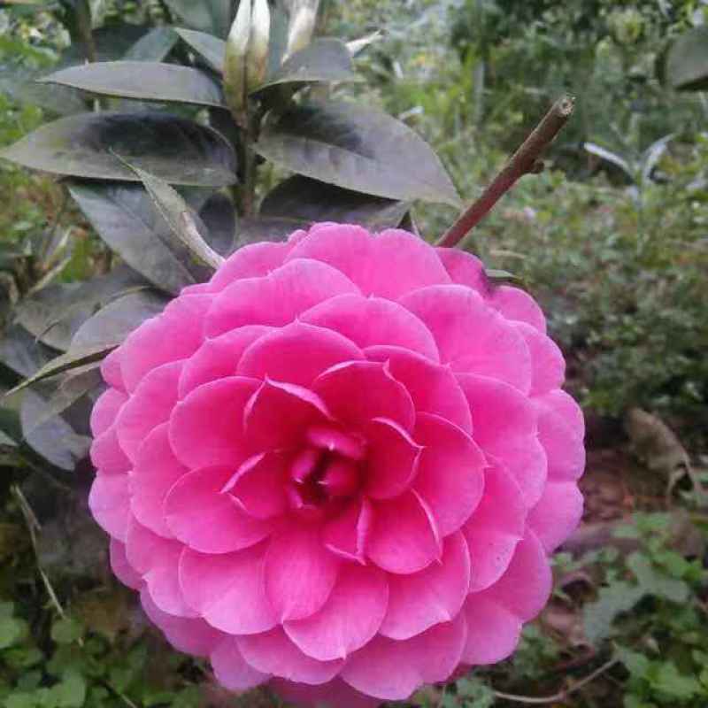 四季茶花新品，茶梅，五色茶花