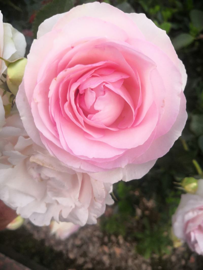 四季茶花新品，茶梅，五色茶花