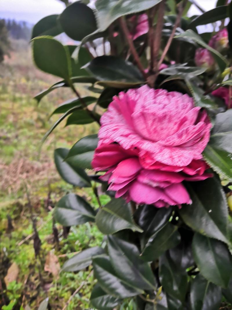 四季茶花新品，茶梅，五色茶花