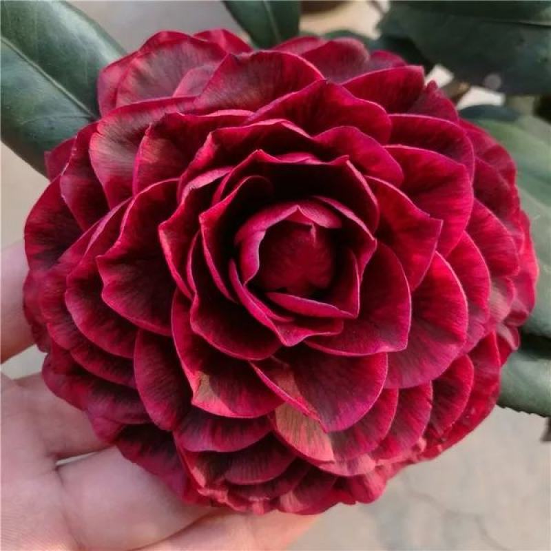 四季茶花新品，茶梅，五色茶花