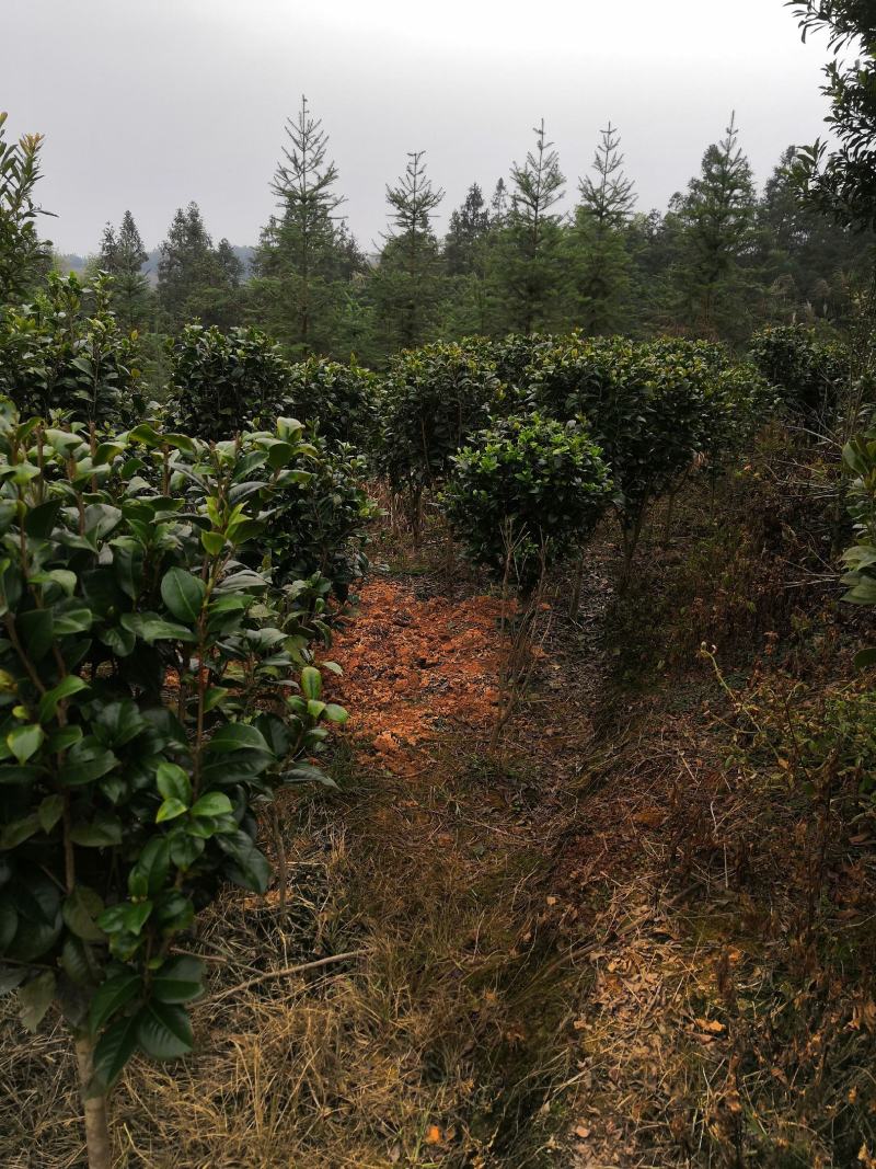 四季茶花新品，茶梅，五色茶花