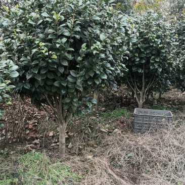 四季茶花新品，茶梅，五色茶花
