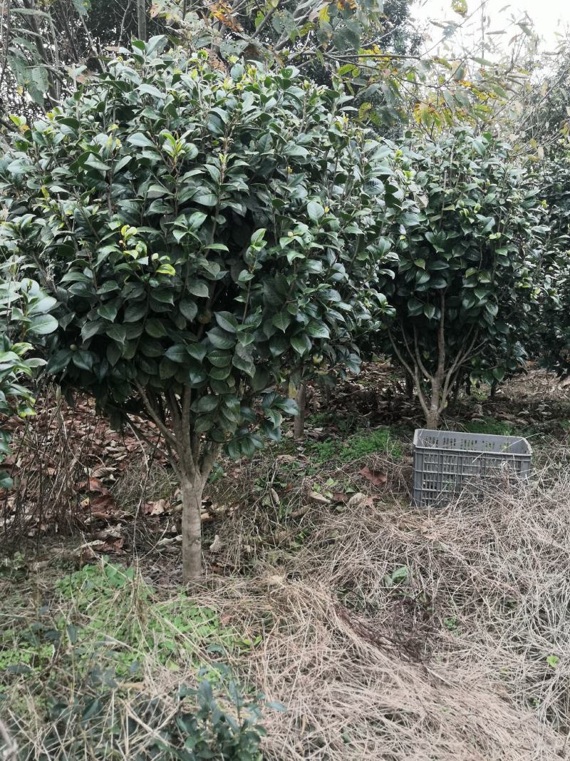 四季茶花新品，茶梅，五色茶花