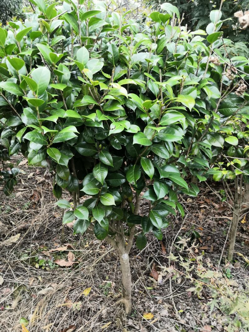 四季茶花新品，茶梅，五色茶花