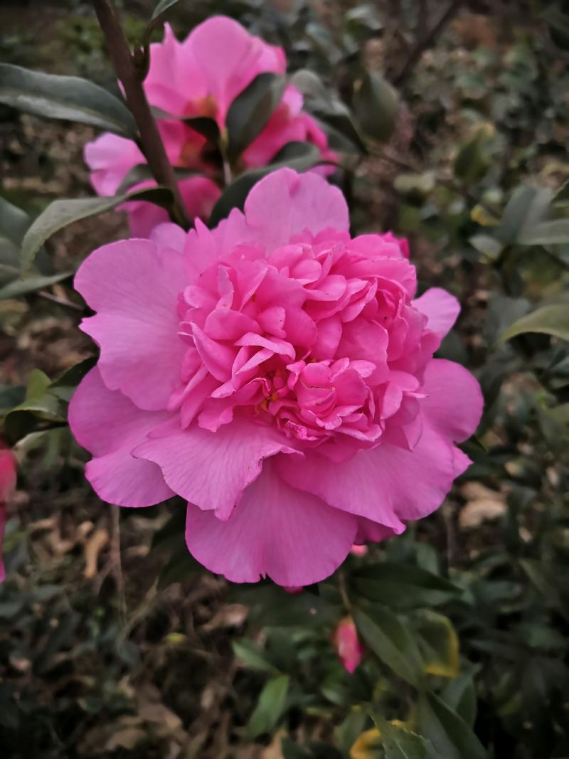 四季茶花新品，茶梅，五色茶花