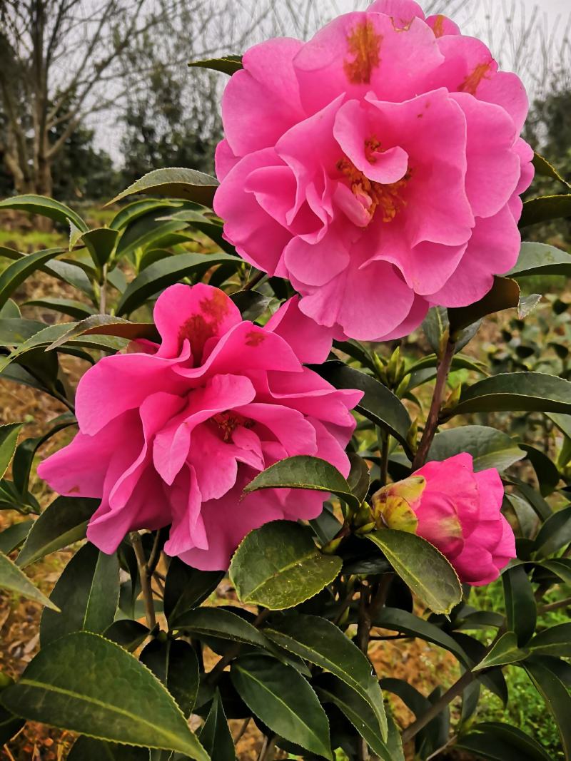 四季茶花新品，茶梅，五色茶花