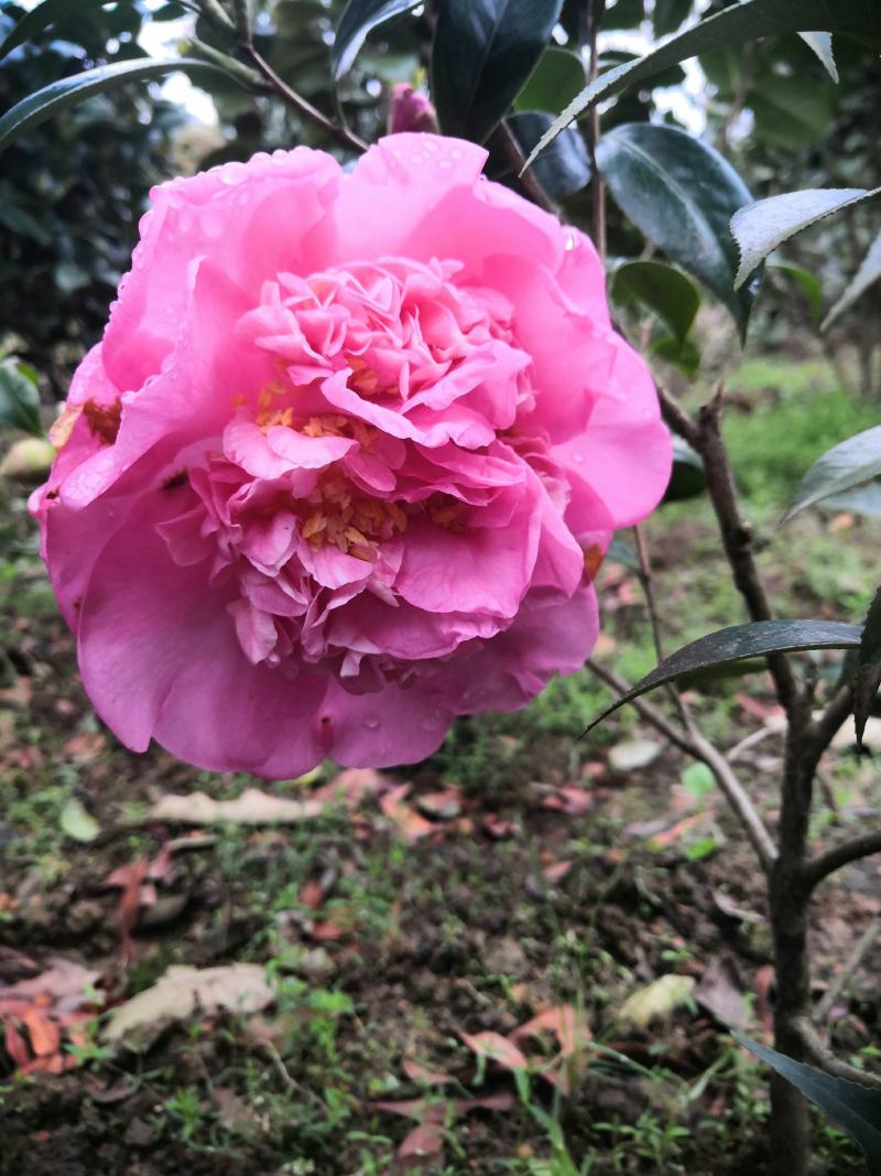 四季茶花新品，茶梅，五色茶花