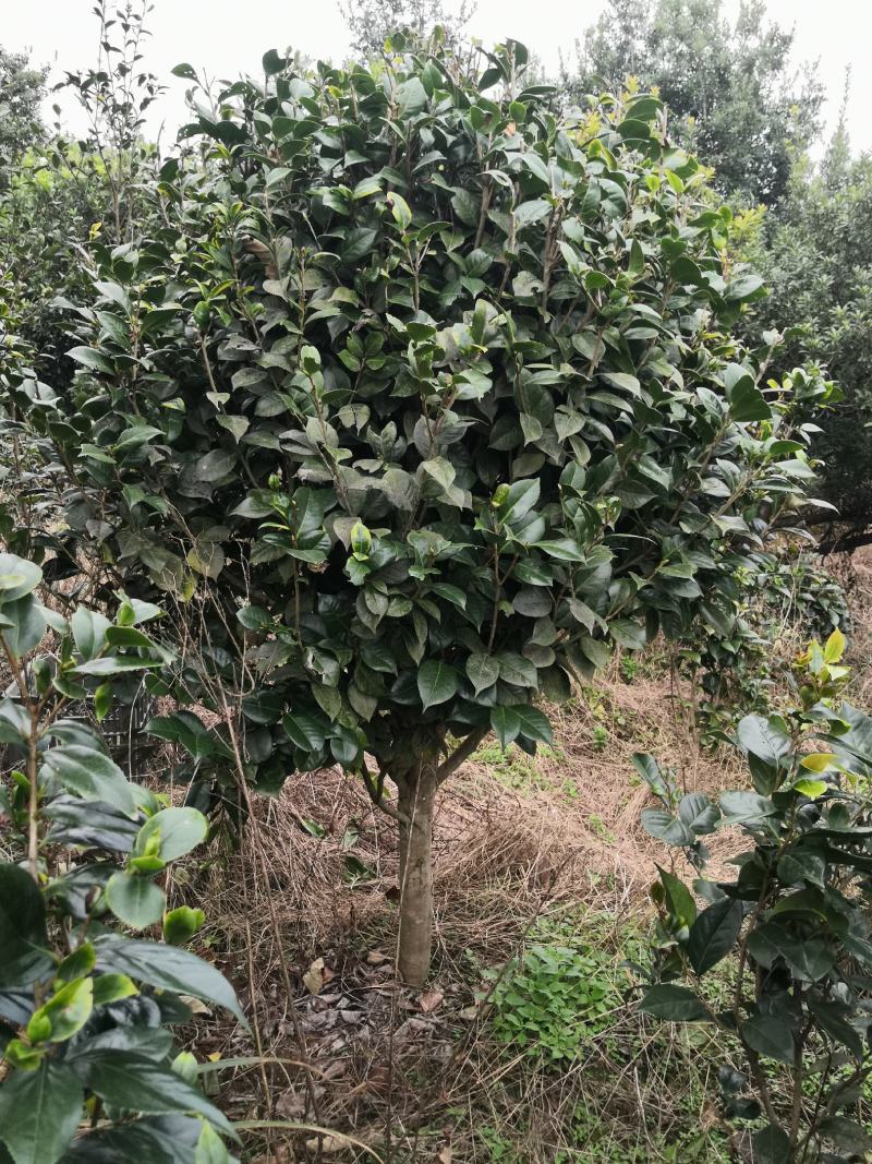 四季茶花新品，茶梅，五色茶花