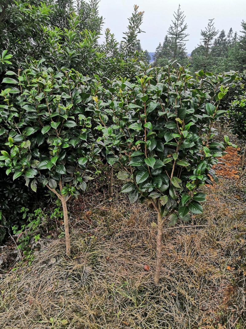四季茶花新品，茶梅，五色茶花