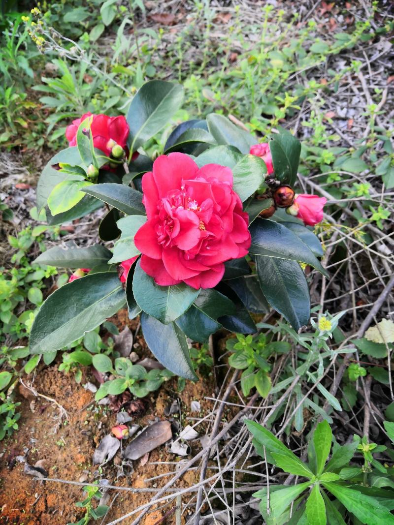 四季茶花新品，茶梅，五色茶花