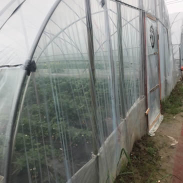 奶油草莓红颜，法兰地……