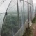 奶油草莓红颜，法兰地……