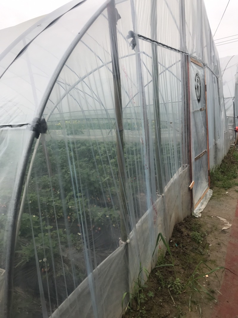 奶油草莓红颜，法兰地……