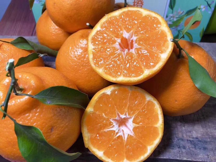 春见不知火柑橘果实特写