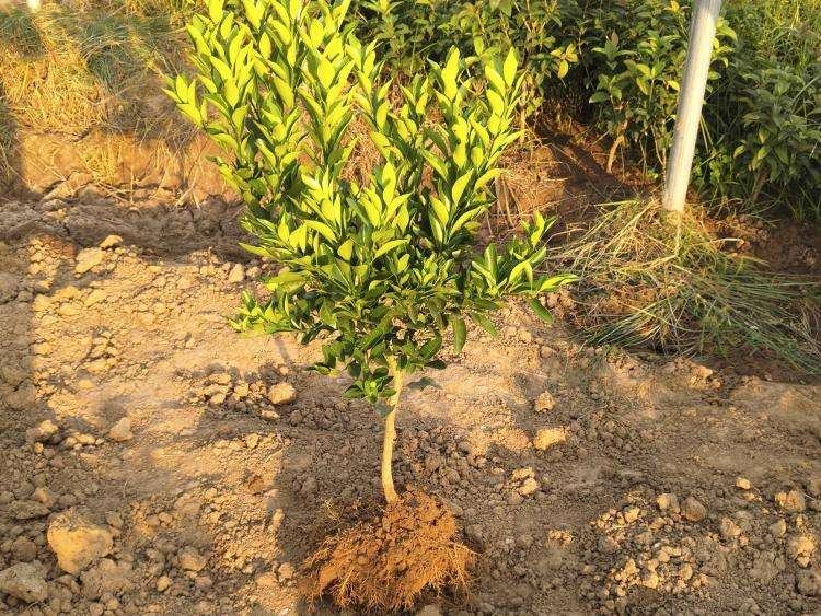 红美人柑橘幼果发育阶段对比图