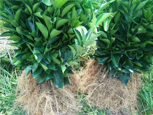 沙糖桔春季施肥示意图