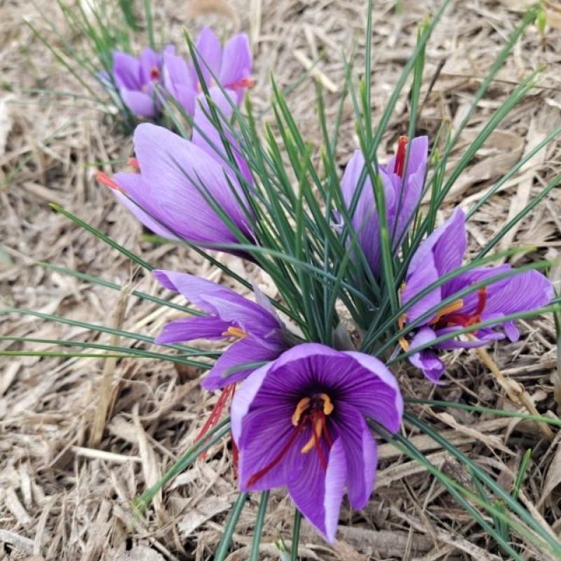 藏红花、伊朗红花、西域红花