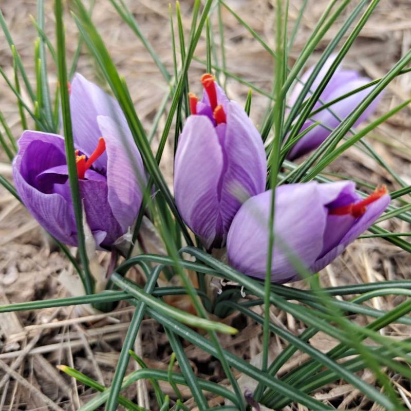 藏红花、伊朗红花、西域红花
