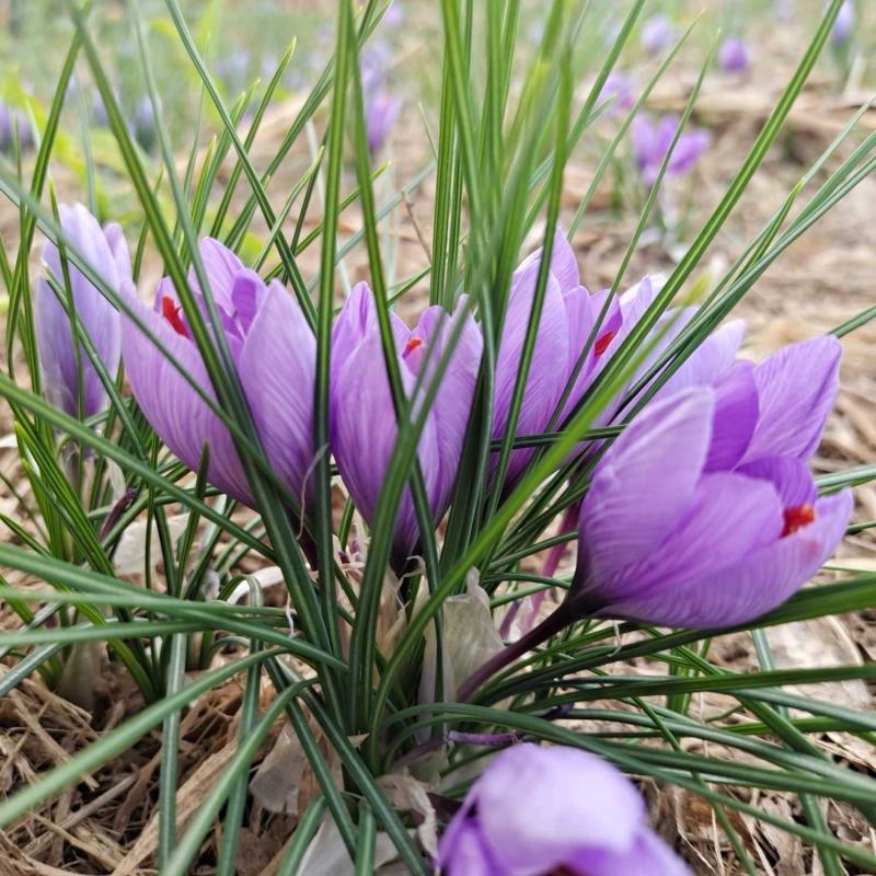 藏红花、伊朗红花、西域红花