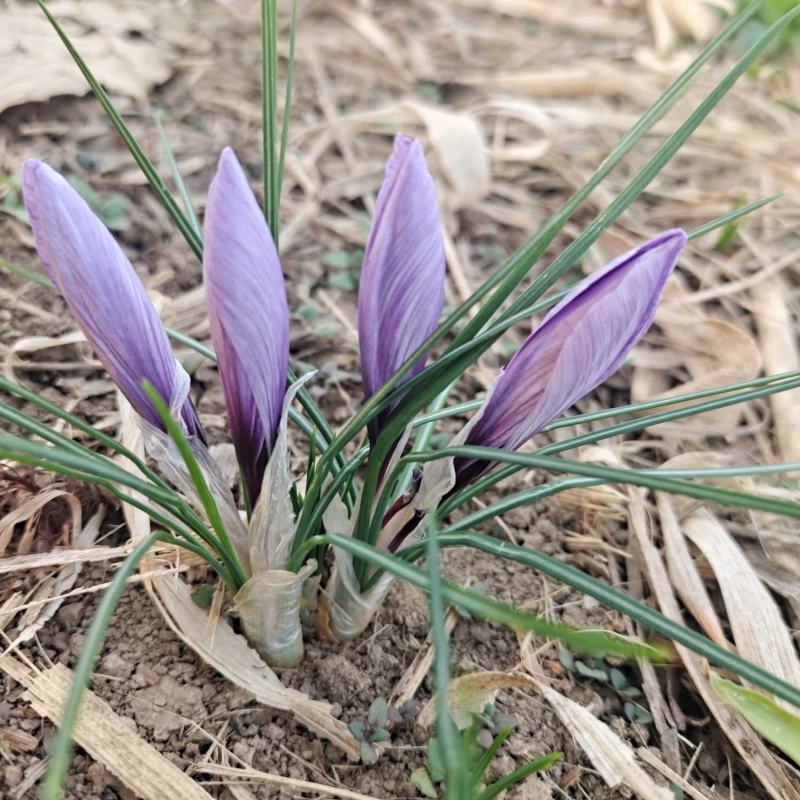 藏红花、伊朗红花、西域红花
