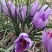 藏红花、伊朗红花、西域红花
