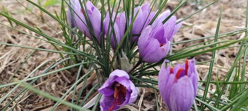 藏红花、伊朗红花、西域红花