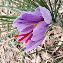 藏红花、伊朗红花、西域红花