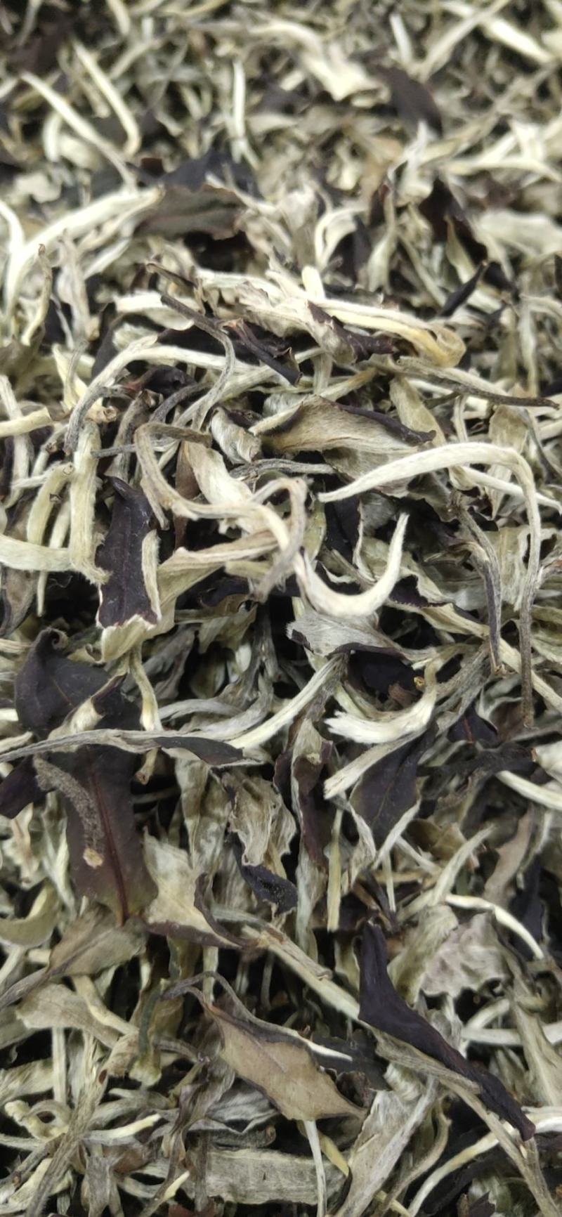 2021年，景谷白茶，一芽二叶春茶散料整件批发