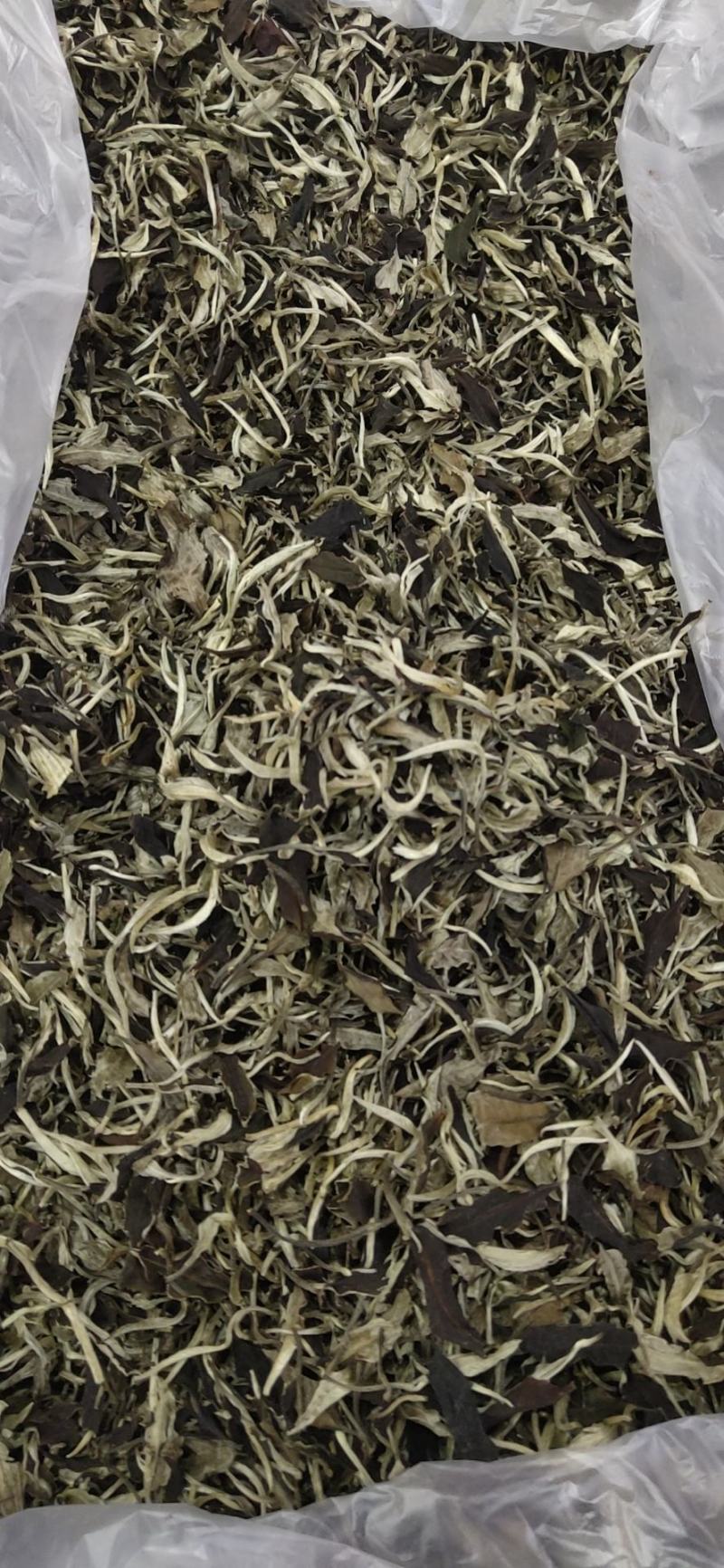 2021年，景谷白茶，一芽二叶春茶散料整件批发