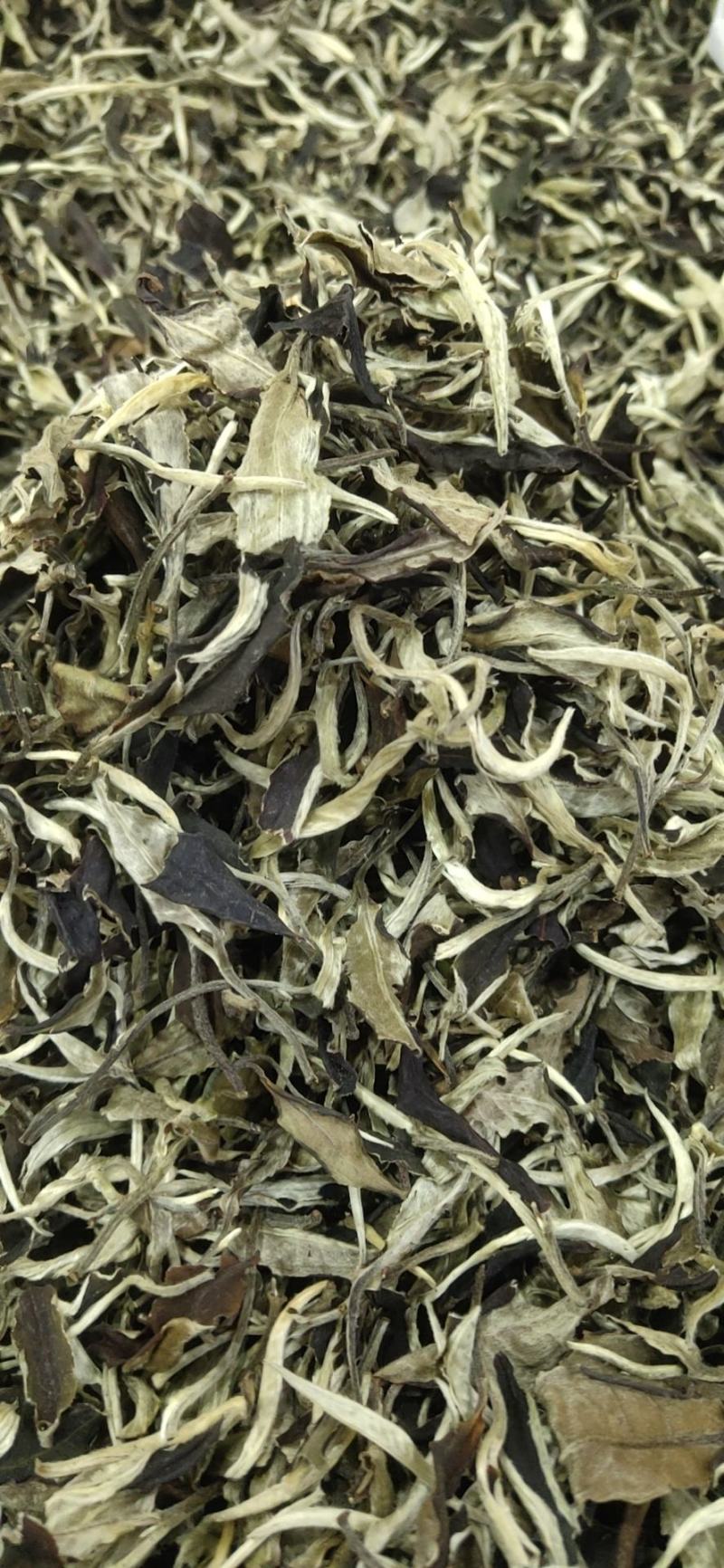 2021年，景谷白茶，一芽二叶春茶散料整件批发