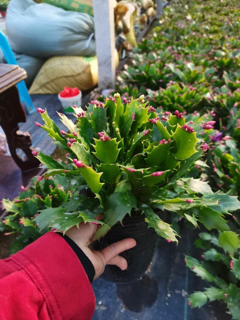 蟹爪兰有四个颜色，永福产地直销，精发货，价格优！