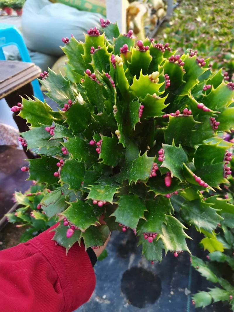 蟹爪兰有四个颜色，永福产地直销，精发货，价格优！
