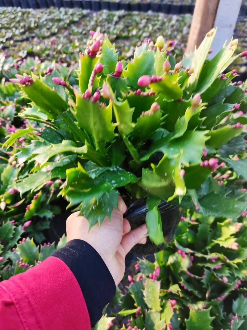 蟹爪兰有四个颜色，永福产地直销，精发货，价格优！