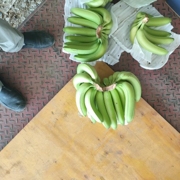 缅甸进口索道蕉，质量三包，欢迎订够