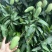 海南早期酸掉牙的象牙芒，海南三亚直发！48小时内发