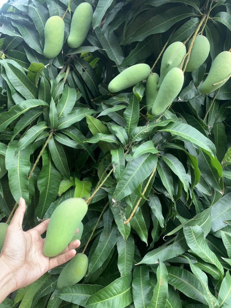 海南早期酸掉牙的象牙芒，海南三亚直发！48小时内发