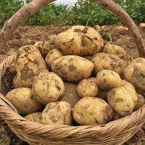 甘肃农家自种黄心土豆马铃薯品质好价格优批发产地直发