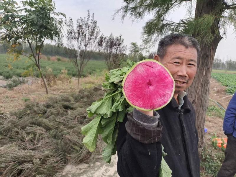 【精】郑研心里美，满堂红萝卜种子，商品性好