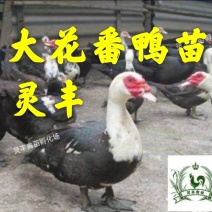 大花黑番鸭苗，火鸭苗喜洋鸭苗旱鸭苗.承诺.货真价实
