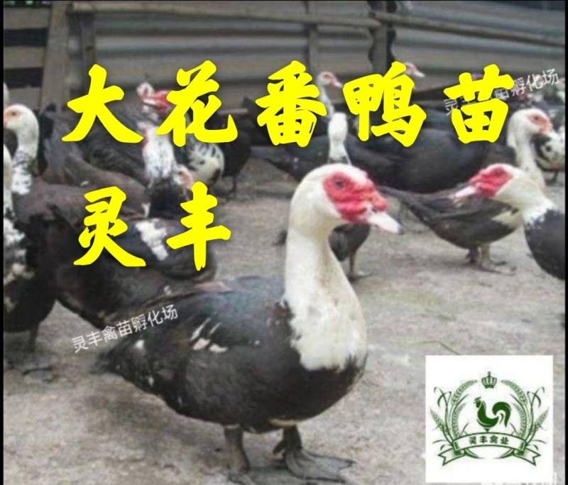 大花黑番鸭苗，火鸭苗喜洋鸭苗旱鸭苗.承诺.货真价实