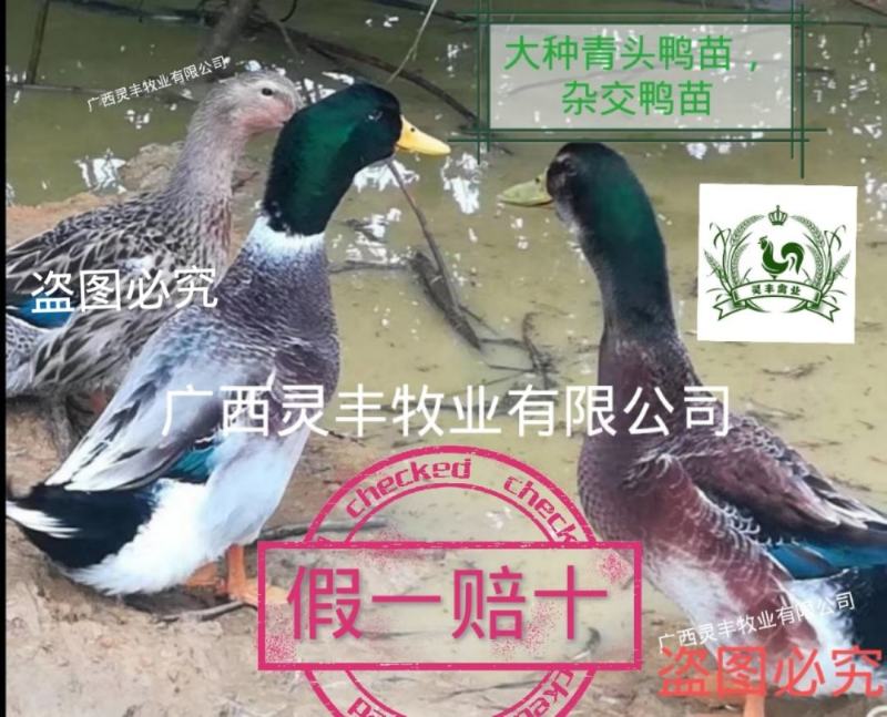 大种杂交四点麻鸭苗《高销量热卖》购买放心，承诺；假一赔十
